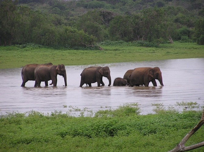 Sri Lanka - elefántok
